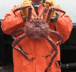 Live Red Norwegian King Crab